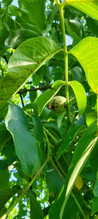 윤중만님의 기타작물 · 병해충상담 작성글 사진