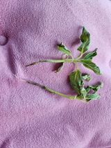 팜모닝 참깨·병해충상담 게시글 이미지