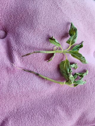 최병동님의 참깨 · 병해충상담 작성글 사진