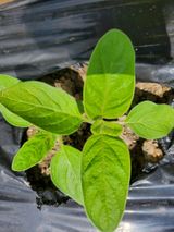 팜모닝 참깨·병해충상담 게시글 이미지