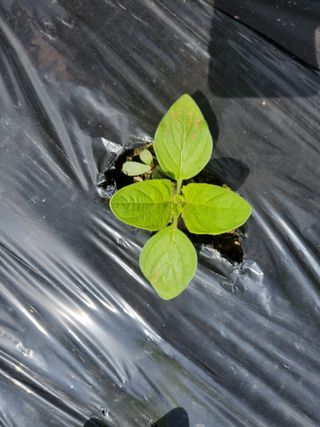 김나영 (천일염소금님의 참깨 · 병해충상담 작성글 사진