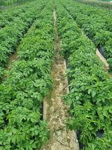 팜모닝 6월 농사계획🧑🏻‍🌾·참여글 게시글 이미지