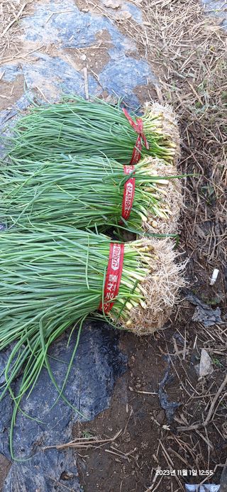 로즈마리님의 자유주제 · 자유게시판 작성글 사진