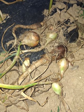 로즈마리님의 자유주제 · 자유게시판 작성글 사진