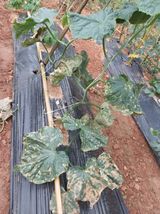 팜모닝 6월 농사계획🧑🏻‍🌾·참여글 게시글 이미지