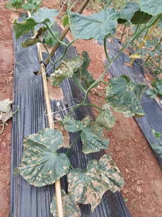 하늘샘(하경수)님의 6월 농사계획🧑🏻‍🌾 · 참여글 작성글 사진