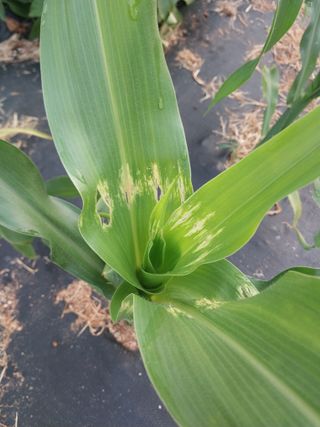 하늘샘(하경수)님의 6월 농사계획🧑🏻‍🌾 · 참여글 작성글 사진