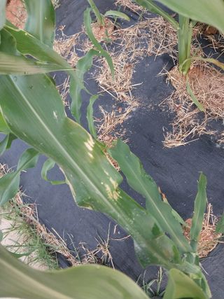 하늘샘(하경수)님의 6월 농사계획🧑🏻‍🌾 · 참여글 작성글 사진