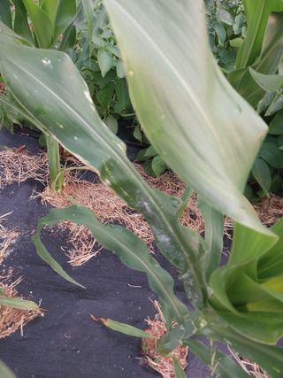 하늘샘(하경수)님의 6월 농사계획🧑🏻‍🌾 · 참여글 작성글 사진