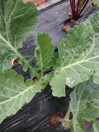 하늘샘(하경수)님의 6월 농사계획🧑🏻‍🌾 · 참여글 작성글 사진