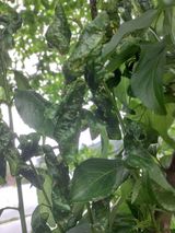 팜모닝 자유주제·자유게시판 게시글 이미지