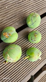 팜모닝 자두·병해충상담 게시글 이미지