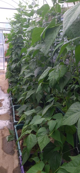 배추16219님의 콩 · 영농일지 작성글 사진