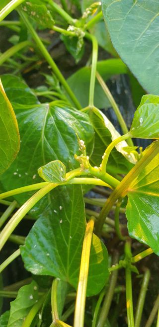 박선화님의 고구마 · 병해충상담 작성글 사진