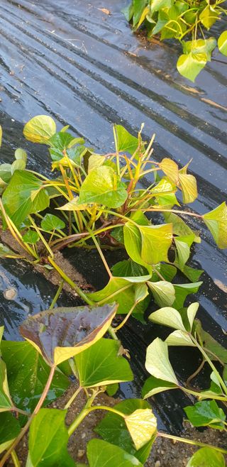 박선화님의 고구마 · 병해충상담 작성글 사진