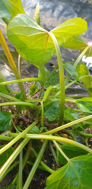 박선화님의 고구마 · 병해충상담 작성글 사진