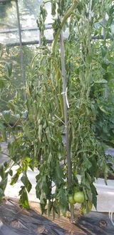 팜모닝 자유주제·자유게시판 게시글 이미지