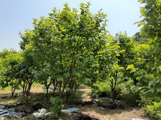 유비농원님의 감 · 영농일지 작성글 사진