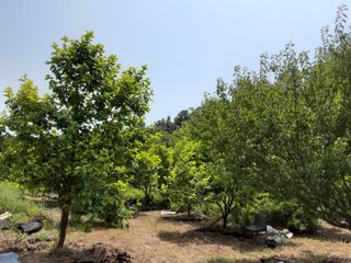 유비농원님의 감 · 영농일지 작성글 사진