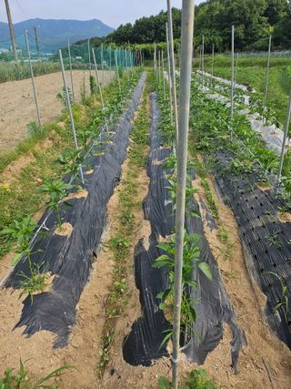 정옥령님의 고추 · 영농일지 작성글 사진