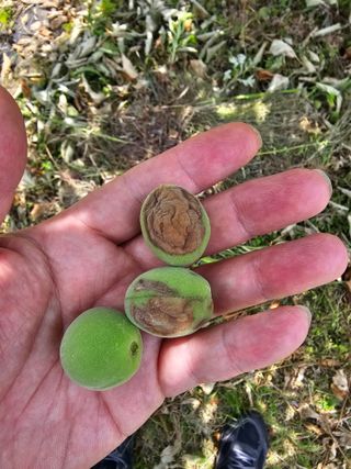 천승준님의 농사, 무엇이든 물어보세요! · 참여글 작성글 사진