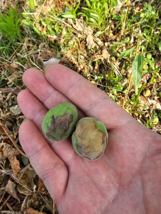 천승준님의 농사, 무엇이든 물어보세요! · 참여글 작성글 사진