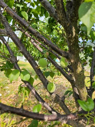 천승준님의 농사, 무엇이든 물어보세요! · 참여글 작성글 사진