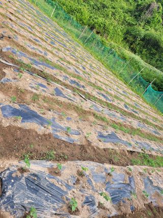 이의도님의 콩 · 영농일지 작성글 사진