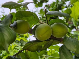 징금다리님의 6월 농사계획🧑🏻‍🌾 · 참여글 작성글 사진