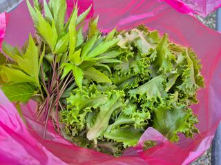 징금다리님의 6월 농사계획🧑🏻‍🌾 · 참여글 작성글 사진