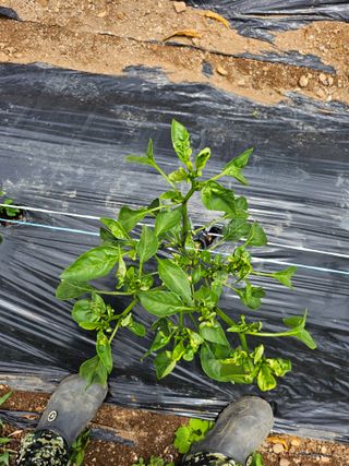 임채상님의 고추 · 병해충상담 작성글 사진