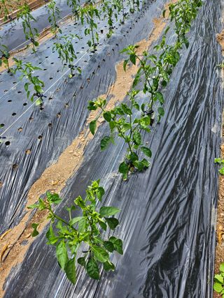 임채상님의 고추 · 병해충상담 작성글 사진