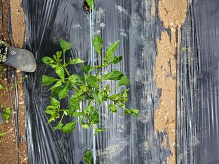 임채상님의 고추 · 병해충상담 작성글 사진