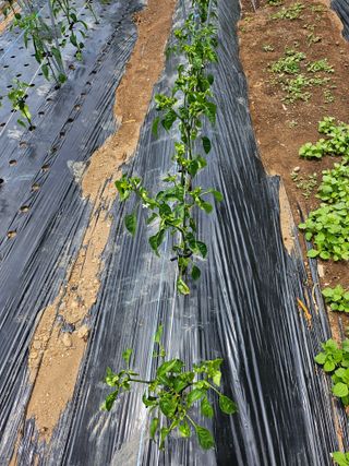 임채상님의 고추 · 병해충상담 작성글 사진