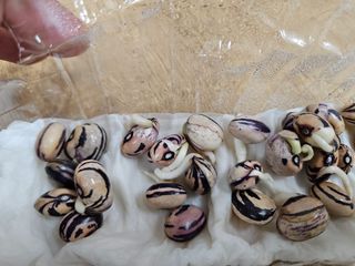 예담농원(민경진)님의 자유주제 · 자유게시판 작성글 사진