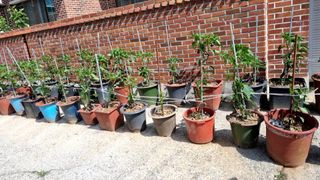 지종필님의 고추 · 영농일지 작성글 사진