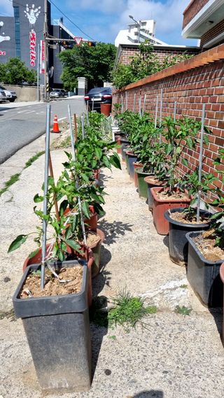 지종필님의 고추 · 영농일지 작성글 사진