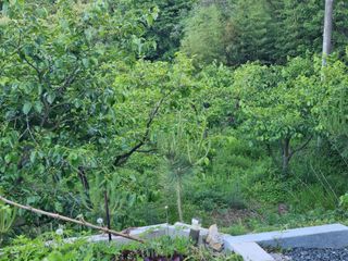 해풍맞은 맛있는 감님의 자유주제 · 자유게시판 작성글 사진