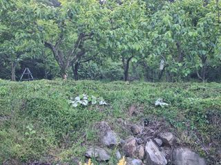 해풍맞은 맛있는 감님의 자유주제 · 자유게시판 작성글 사진