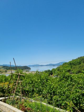 해풍맞은 맛있는 감님의 자유주제 · 자유게시판 작성글 사진