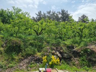 해풍맞은 맛있는 감님의 자유주제 · 자유게시판 작성글 사진