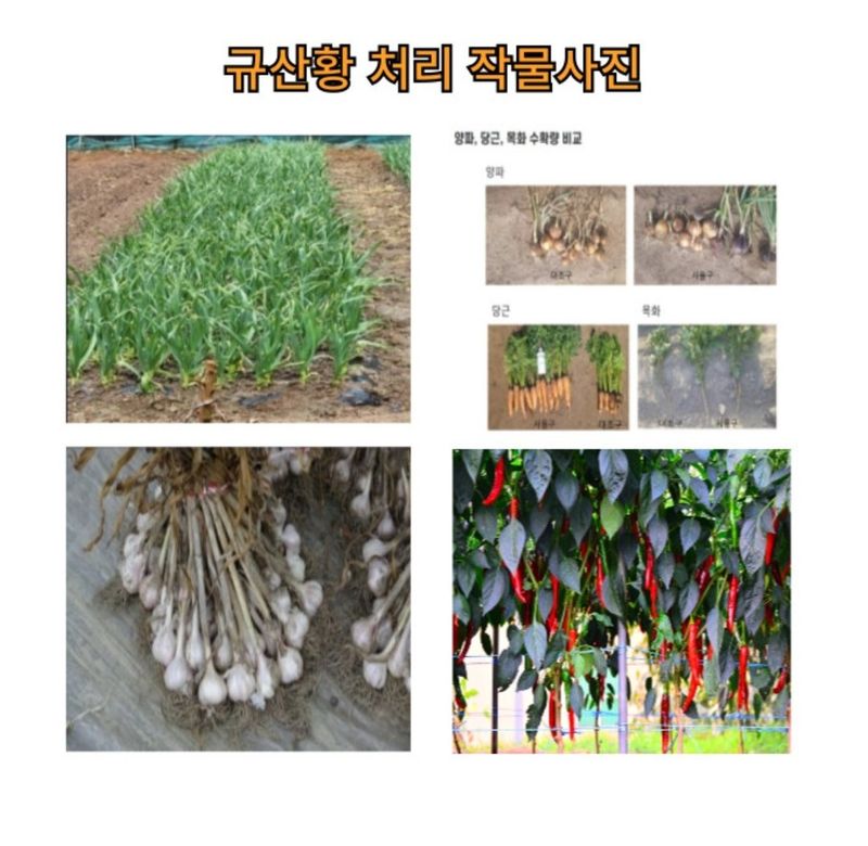 대산농사대장님의 장터 판매 상품 [규산황500ml  규산  이온황 아미노산] 첨부 사진
