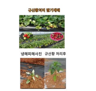 대산농사대장님의 작성글 사진