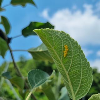 이홍균님의 사과 · 병해충상담 작성글 사진