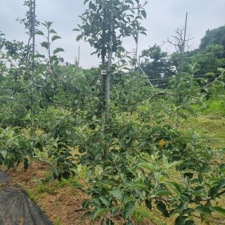 이홍균님의 사과 · 병해충상담 작성글 사진