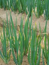 팜모닝 파·병해충상담 게시글 이미지