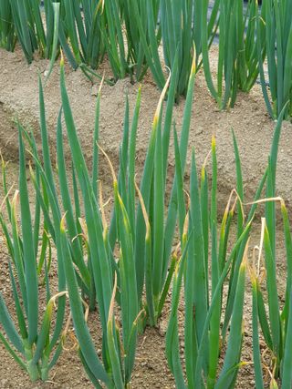 심재룡님의 파 · 병해충상담 작성글 사진