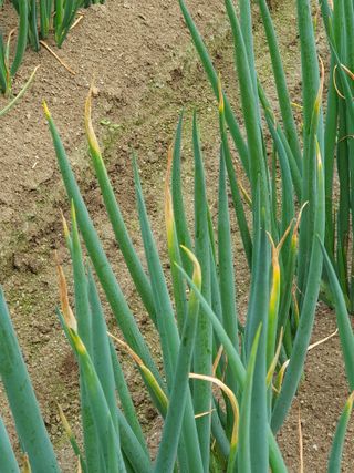 심재룡님의 파 · 병해충상담 작성글 사진