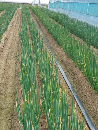 심재룡님의 파 · 병해충상담 작성글 사진