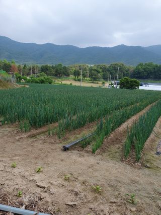 심재룡님의 파 · 병해충상담 작성글 사진